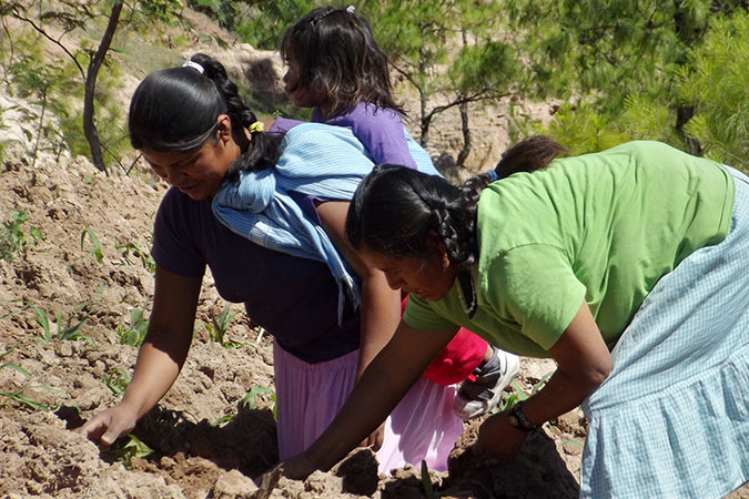 Mujeres rurales realizando actividades de producción agrícola en huertos. Foto cortesía del Instituto para las Mujeres en la Migración.